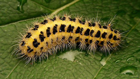 Zygaena filipendulae - Caterpiller Slightly better images than last week's ...
https://www.jungledragon.com/image/79665/zygaena_filipendulae_-_caterpiller_rolled_up.html Caterpillar,Six-spot burnet,Zygaena,Zygaena filipendulae,Zygaenidae