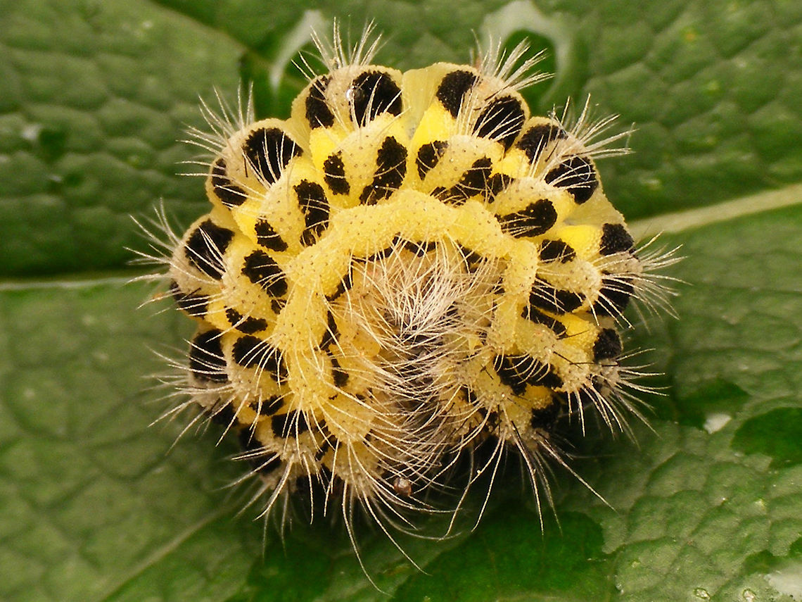 Zygaena filipendulae - Caterpiller rolled up Slightly better images than last week's ...<br />
<figure class="photo"><a href="https://www.jungledragon.com/image/79664/zygaena_filipendulae_-_caterpiller.html" title="Zygaena filipendulae - Caterpiller"><img src="https://s3.amazonaws.com/media.jungledragon.com/images/3043/79664_thumb.jpg?AWSAccessKeyId=05GMT0V3GWVNE7GGM1R2&Expires=1770854410&Signature=0I4g0KZqox4QNaOiqtxXWn1zHEY%3D" width="200" height="114" alt="Zygaena filipendulae - Caterpiller Slightly better images than last week's ...<br />
https://www.jungledragon.com/image/79665/zygaena_filipendulae_-_caterpiller_rolled_up.html Caterpillar,Six-spot burnet,Zygaena,Zygaena filipendulae,Zygaenidae" /></a></figure> Caterpillar,Six-spot burnet,Zygaena,Zygaena filipendulae,Zygaenidae