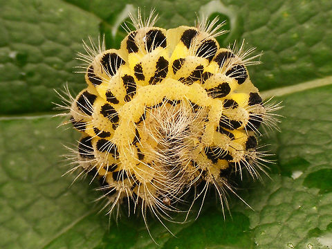 Zygaena filipendulae - Caterpiller rolled up Slightly better images than last week's ...
https://www.jungledragon.com/image/79664/zygaena_filipendulae_-_caterpiller.html Caterpillar,Six-spot burnet,Zygaena,Zygaena filipendulae,Zygaenidae