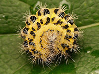 Zygaena filipendulae - Caterpiller rolled up Slightly better images than last week's ...<br />
https://www.jungledragon.com/image/79664/zygaena_filipendulae_-_caterpiller.html Caterpillar,Six-spot burnet,Zygaena,Zygaena filipendulae,Zygaenidae