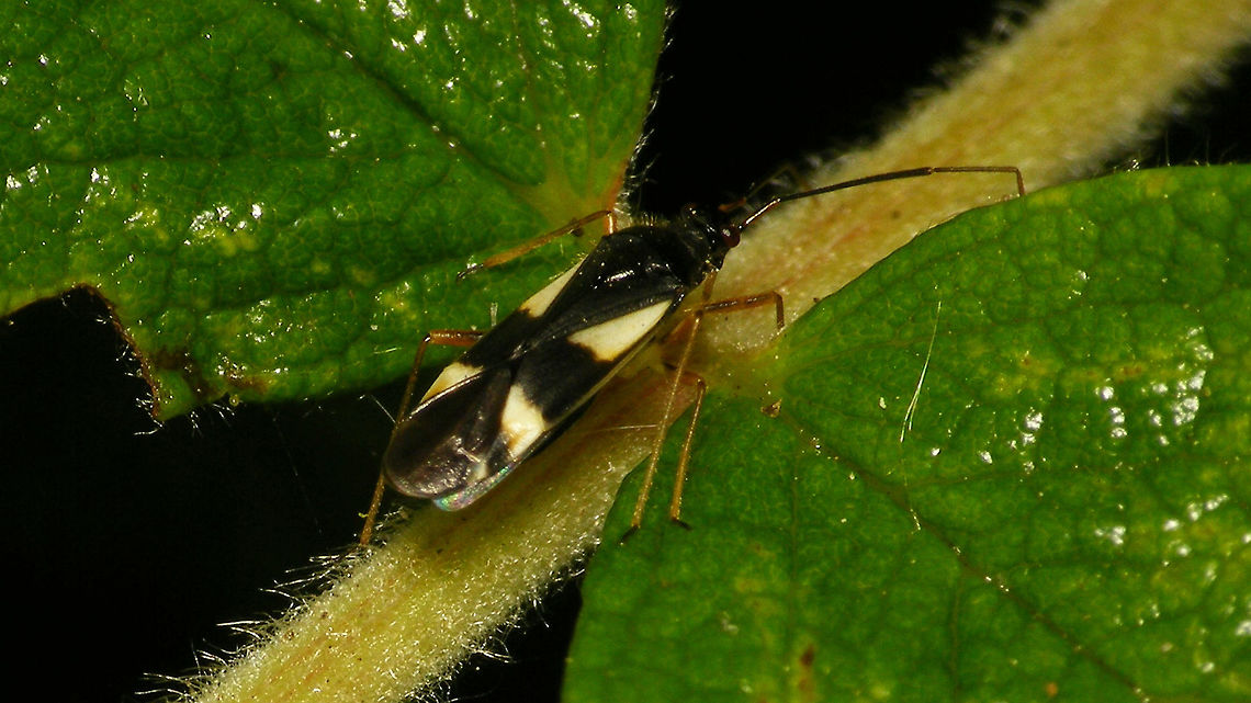 Dryophilocoris flavoquadrimaculatus - White Variant with pale/white spots as opposed to the usual yellow Dryophilocoris,Dryophilocoris flavoquadrimaculatus,Miridae,Orthotylinae,Orthotylini