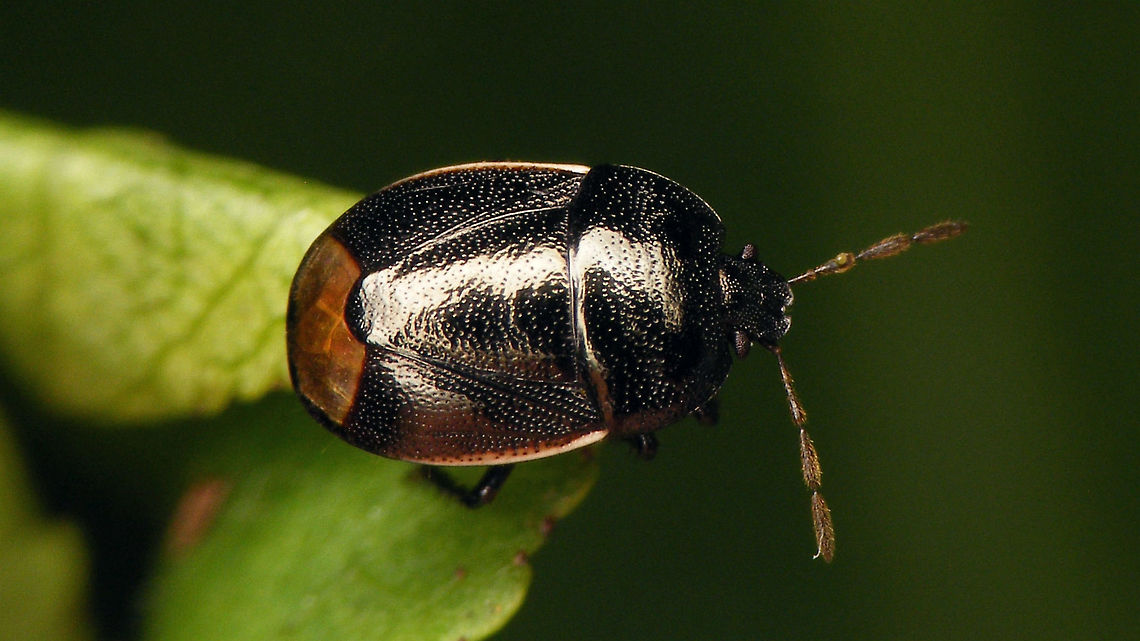 Legnotus limbosus  Cydnidae,Geotagged,Legnotus,Legnotus limbosus,Netherlands,Pentatomoidea,nl: Kleefkruidgraafwants