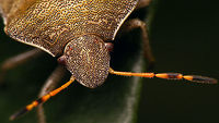 Peribalus strictus - head and antenna Complete bug:<br />
https://www.jungledragon.com/image/79669/peribalus_strictus.html Carpocorini,Jane's garden,Pentatomidae,Pentatominae,Pentatomoidea,Peribalus,Peribalus strictus,Vernal Shieldbug,nl: Zuidelijke schildwants