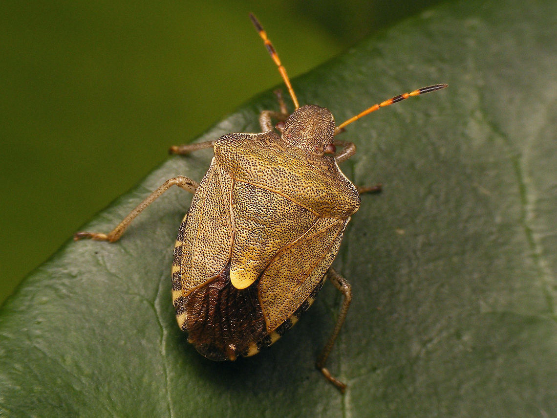 Peribalus strictus Close-up of head:<br />
<figure class="photo"><a href="https://www.jungledragon.com/image/79668/peribalus_strictus_-_head_and_antenna.html" title="Peribalus strictus - head and antenna"><img src="https://s3.amazonaws.com/media.jungledragon.com/images/3043/79668_thumb.jpg?AWSAccessKeyId=05GMT0V3GWVNE7GGM1R2&Expires=1769040010&Signature=MBU8ODfBuV8oRKofx%2FozU%2FPzTi0%3D" width="200" height="114" alt="Peribalus strictus - head and antenna Complete bug:<br />
https://www.jungledragon.com/image/79669/peribalus_strictus.html Carpocorini,Jane's garden,Pentatomidae,Pentatominae,Pentatomoidea,Peribalus,Peribalus strictus,Vernal Shieldbug,nl: Zuidelijke schildwants" /></a></figure> Carpocorini,Jane's garden,Pentatomidae,Pentatominae,Pentatomoidea,Peribalus,Peribalus strictus,Vernal Shieldbug,nl: Zuidelijke schildwants