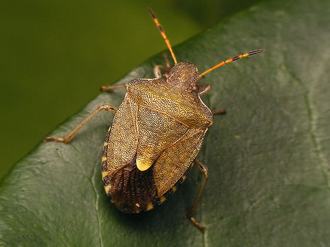 Peribalus strictus Close-up of head:
https://www.jungledragon.com/image/79668/peribalus_strictus_-_head_and_antenna.html Carpocorini,Jane's garden,Pentatomidae,Pentatominae,Pentatomoidea,Peribalus,Peribalus strictus,Vernal Shieldbug,nl: Zuidelijke schildwants