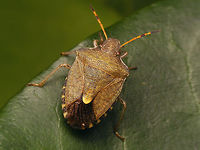 Peribalus strictus Close-up of head:<br />
https://www.jungledragon.com/image/79668/peribalus_strictus_-_head_and_antenna.html Carpocorini,Jane's garden,Pentatomidae,Pentatominae,Pentatomoidea,Peribalus,Peribalus strictus,Vernal Shieldbug,nl: Zuidelijke schildwants