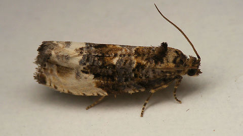 Hedya nubiferana Another Tortricidae for the collection: Hedya nubiferana at night on a wall (not the sharpest image) Alerdinck,Geotagged,Hedya,Hedya nubiferana,Marbled orchard tortrix,Moth,Netherlands,Tortricidae