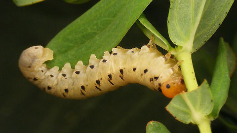 Tenthredo (Zonuledo) zonula - Larva ventral  Geotagged,Hypericum perforatum,Larva,Netherlands,Sawfly,Symphyta,Tenthredo,Tenthredo zonula,Zonuledo