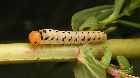 Tenthredo (Zonuledo) zonula - Larva  Geotagged,Hypericum perforatum,Larva,Netherlands,Sawfly,Symphyta,Tenthredo,Tenthredo zonula,Zonuledo