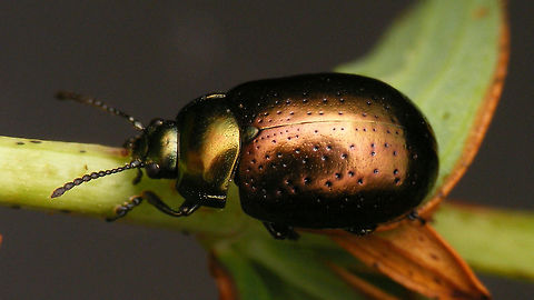 Chrysolina hyperici - Two-tone Quite often this species has subtle two-tone colouring with the pronotum somewhat differently iridiscent from the elytra. Here the elytra are more bronze vs. the greener pronotum Chrysolina,Chrysolina hyperici,Chrysomelidae,Chrysomelinae,Geotagged,Hypericum perforatum,Netherlands,St Johns Wort Beetle,nl: Grote hertshooigoudhaan