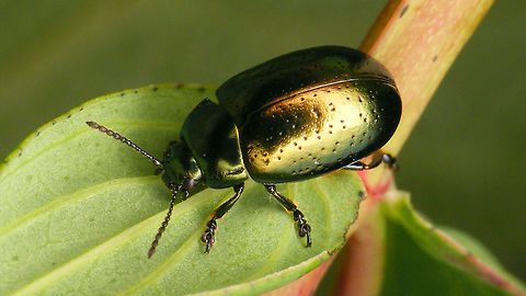 Chrysolina hyperici - Green More ore less all green colour variant Chrysolina,Chrysolina hyperici,Chrysomelidae,Chrysomelinae,Geotagged,Hypericum perforatum,Netherlands,St Johns Wort Beetle,nl: Grote hertshooigoudhaan