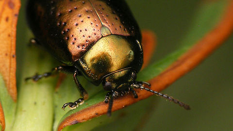 Chrysolina hyperici - Pronotum The shape and punctuation of the groove on the pronotum is often diagnostic in Chrysolina spp  Chrysolina,Chrysolina hyperici,Chrysomelidae,Chrysomelinae,Geotagged,Hypericum perforatum,Netherlands,St Johns Wort Beetle,nl: Grote hertshooigoudhaan