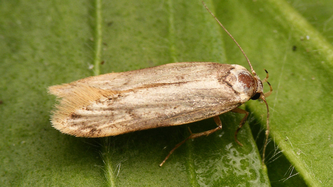 Gelechiidae ?? Haven't got the faintest ... help appreciated Gelechiidae,Geotagged,Jane's garden,Moth,Netherlands