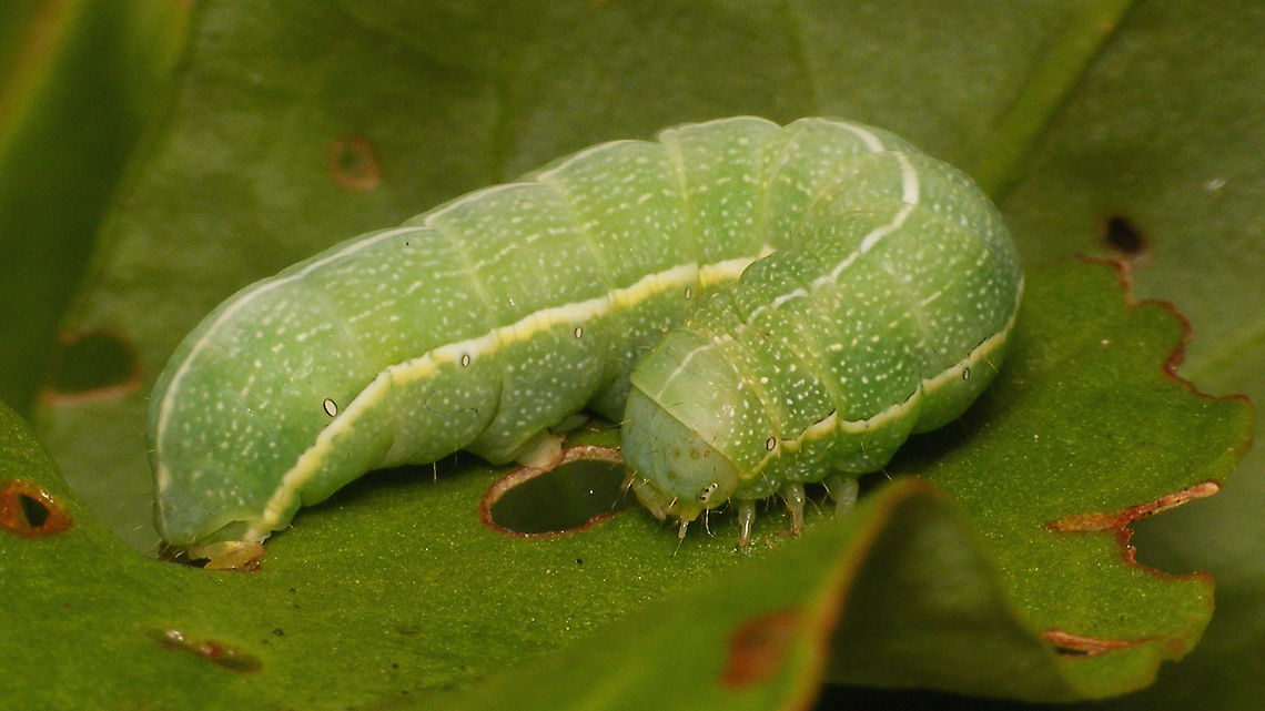 Orthosia incerta - Caterpillar  Caterpillar,Clouded Drab,Geotagged,Moth,Netherlands,Orthosia incerta
