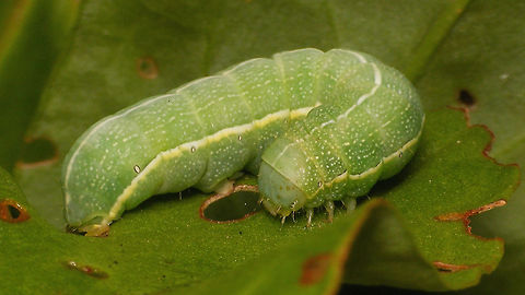 Orthosia incerta - Caterpillar  Caterpillar,Clouded Drab,Geotagged,Moth,Netherlands,Orthosia incerta