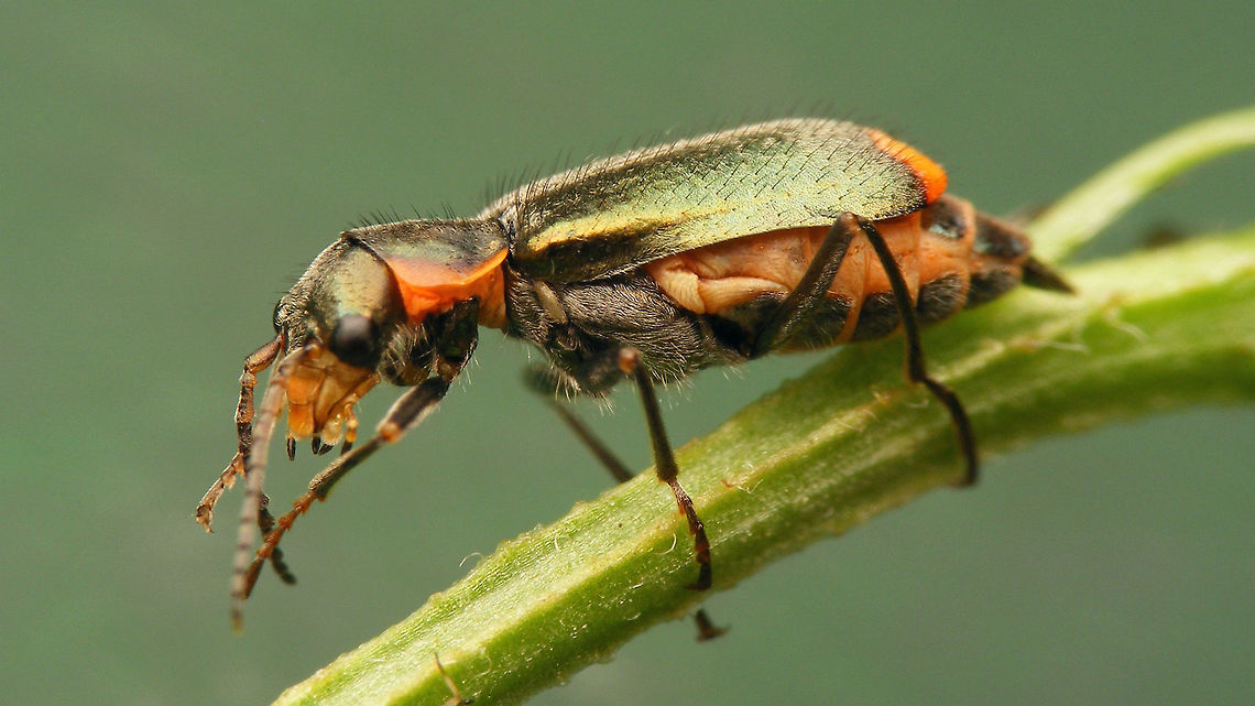 Clanoptilus marginellus - female Just stumbled on these images (not the best) - just adding the species.<br />
Detail of antenna here:<br />
<figure class="photo"><a href="https://www.jungledragon.com/image/80321/clanoptilus_marginellus_-_antenna_detail.html" title="Clanoptilus marginellus - antenna detail"><img src="https://s3.amazonaws.com/media.jungledragon.com/images/3043/80321_thumb.jpg?AWSAccessKeyId=05GMT0V3GWVNE7GGM1R2&Expires=1759968010&Signature=c3d9TozovcWqVWXCRueVlGgyels%3D" width="200" height="114" alt="Clanoptilus marginellus - antenna detail Detail of shape and colour of antenna segments of this female:<br />
https://www.jungledragon.com/image/80320/clanoptilus_marginellus_-_female.html Clanoptilus,Clanoptilus marginellus,Cleroidea,Geotagged,Malachiidae,Malachiinae,Melyridae,Netherlands" /></a></figure> Clanoptilus,Clanoptilus marginellus,Cleroidea,Geotagged,Malachiidae,Malachiinae,Melyridae,Netherlands