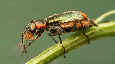 Clanoptilus marginellus