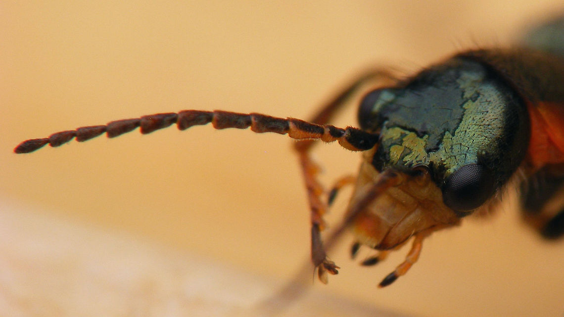 Clanoptilus marginellus - antenna detail Detail of shape and colour of antenna segments of this female:<br />
<figure class="photo"><a href="https://www.jungledragon.com/image/80320/clanoptilus_marginellus_-_female.html" title="Clanoptilus marginellus - female"><img src="https://s3.amazonaws.com/media.jungledragon.com/images/3043/80320_thumb.jpg?AWSAccessKeyId=05GMT0V3GWVNE7GGM1R2&Expires=1770854410&Signature=pVEhXZV%2Bv%2BM%2Bst%2Fxatc2NUnDiSI%3D" width="200" height="114" alt="Clanoptilus marginellus - female Just stumbled on these images (not the best) - just adding the species.<br />
Detail of antenna here:<br />
https://www.jungledragon.com/image/80321/clanoptilus_marginellus_-_antenna_detail.html Clanoptilus,Clanoptilus marginellus,Cleroidea,Geotagged,Malachiidae,Malachiinae,Melyridae,Netherlands" /></a></figure> Clanoptilus,Clanoptilus marginellus,Cleroidea,Geotagged,Malachiidae,Malachiinae,Melyridae,Netherlands