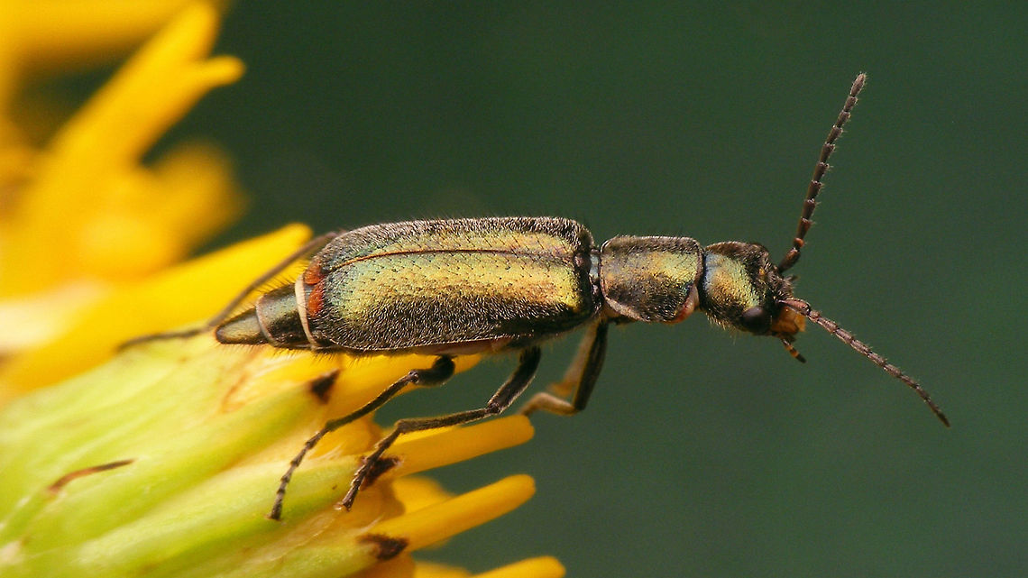 Cordylepherus viridis - female  Cleroidea,Cordylepherus,Cordylepherus viridis,Geotagged,Malachiidae,Malachiinae,Melyridae,Netherlands