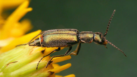 Cordylepherus viridis - female  Cleroidea,Cordylepherus,Cordylepherus viridis,Geotagged,Malachiidae,Malachiinae,Melyridae,Netherlands