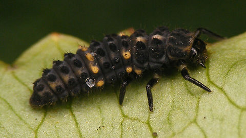 Hippodamia tredecimpunctata - wet larva  Coccinellidae,Coccinellinae,Coleoptera,Geotagged,Hippodamia,Hippodamia tredecimpunctata,Ladybird,Larva,Netherlands,Thirteen-spot Ladybird,Thirteen-spotted lady beetle,nl: Dertienstippelig lieveheersbeestje
