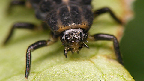 Hippodamia tredecimpunctata - larva mugshot  Coccinellidae,Coccinellinae,Coleoptera,Geotagged,Hippodamia,Hippodamia tredecimpunctata,Ladybird,Larva,Netherlands,Thirteen-spot Ladybird,Thirteen-spotted lady beetle,nl: Dertienstippelig lieveheersbeestje