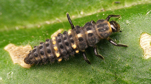 Hippodamia tredecimpunctata - larva Remark: This image was also used on page 308 in the book "Marienk&auml;fer, Coccinellidae" (5th edition, 2022) by Klausnitzer et al. Die Neue Brehm-B&uuml;cherei, Band 451. https://www.neuebrehm.de/buecher/766-marienkaefer Coccinellidae,Coccinellinae,Coleoptera,Geotagged,Hippodamia,Hippodamia tredecimpunctata,Ladybird,Larva,Netherlands,Thirteen-spot Ladybird,Thirteen-spotted lady beetle,nl: Dertienstippelig lieveheersbeestje