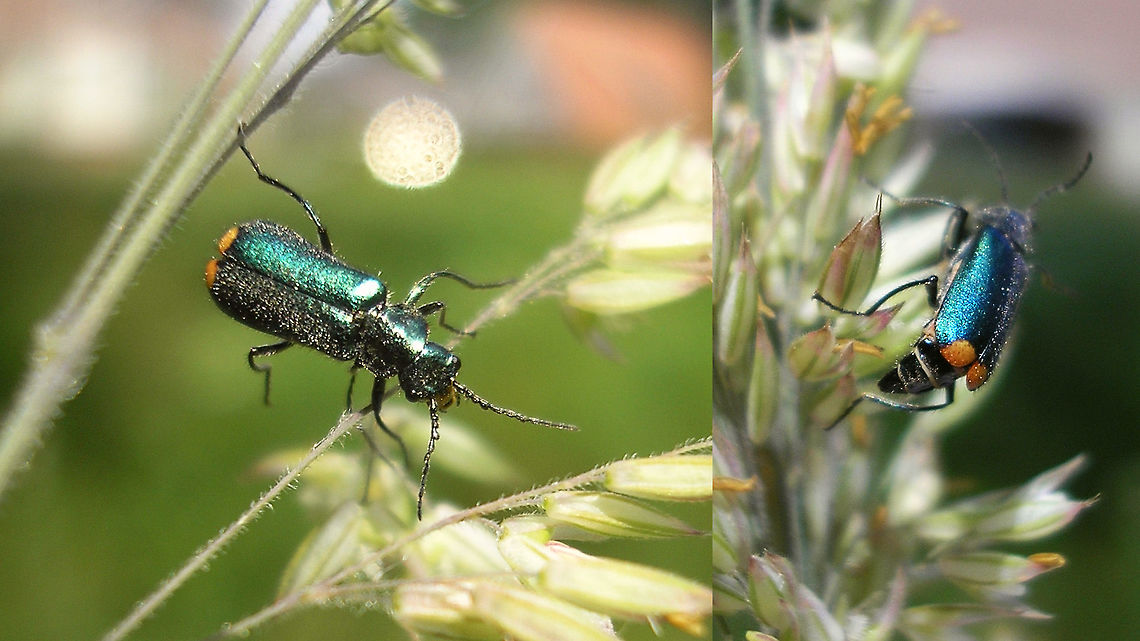 Malachius bipustulatus - yellow spots Female Malachius bipustulatus with yellow spots on the tips of the elytra, making it a candidate for confusion with the likes of Clanoptilus elegans and some others. The shape of the first antenna segments is diagnostic here! Cleroidea,Coleoptera,Geotagged,Malachiidae,Malachiinae,Malachite beetle,Malachius,Malachius bipustulatus,Melyridae,Netherlands,nl: Roodtipbasterdweekschild