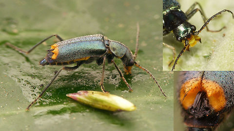 Clanoptilus elegans - male Collage of male Clanoptilus elegans, showing diagnostic details such as shape/colour of antenna segments and excitators at the tip of the elytra.  Clanoptilus,Clanoptilus elegans,Cleroidea,Coleoptera,Excitatory glands,Geotagged,Malachiidae,Malachiinae,Melyridae