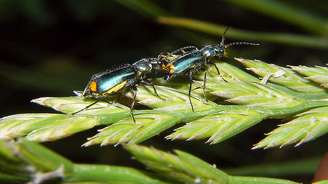 Clanoptilus elegans - female tasting male excitators A couple of Clanoptilus elegans busy at their fore-play ritual, with the female getting all excited by tasting the excitatory glands at the end of the male's wings.
Incidently, this was also the first couple of this species to be collected in the Netherlands(!) Clanoptilus,Clanoptilus elegans,Cleroidea,Coleoptera,Excitatory glands,Geotagged,Malachiidae,Malachiinae,Melyridae,Netherlands