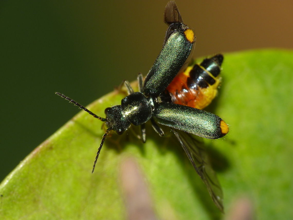 Clanoptilus elegans - wings open Female Clanoptilus elegans with het wings spread, allowing a view on the colours of the top of the abdomen. Clanoptilus,Clanoptilus elegans,Cleroidea,Coleoptera,Malachiidae,Malachiinae,Melyridae,Netherlands