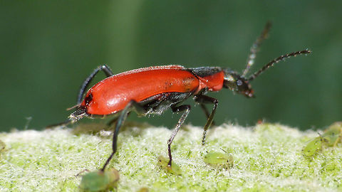 Anthocomus rufus - male Currently my only (out of focus) shot on the male excitatory glands of this species Anthocomus,Anthocomus coccineus,Anthocomus rufus,Cleroidea,Coleoptera,Excitatory glands,Geotagged,Malachiidae,Malachiinae,Melyridae,Netherlands