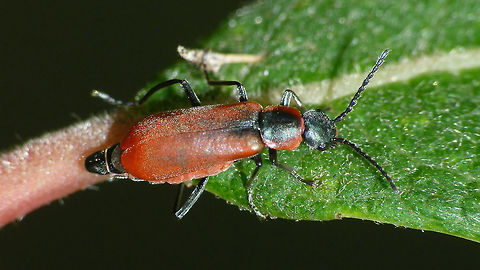 Anthocomus coccineus