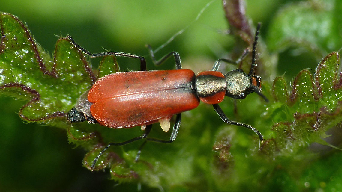 Anthocomus rufus  Anthocomus,Anthocomus coccineus,Anthocomus rufus,Cleroidea,Coleoptera,Geotagged,Malachiidae,Malachiinae,Melyridae,Netherlands