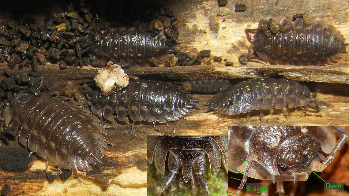 Oniscus asellus - ID characters Wide and flat body shape (a  &quot;clamper&quot;)<br />
Hind corners of all pereonites pulled back in a sharp point<br />
Telson long and sharply pointed<br />
Antenna flagellum has 3 segments<br />
Ridge on forehead centrally pulled down in a conspicuous dent Isopoda,Oniscidae,Oniscidea,Oniscus,Oniscus asellus,Woodlouse ID help,nl: Kelderpissebed