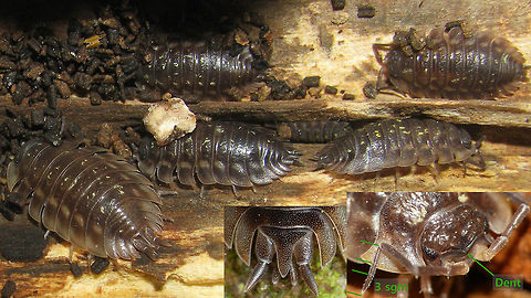 Oniscus asellus - ID characters Wide and flat body shape (a  "clamper")
Hind corners of all pereonites pulled back in a sharp point
Telson long and sharply pointed
Antenna flagellum has 3 segments
Ridge on forehead centrally pulled down in a conspicuous dent Isopoda,Oniscidae,Oniscidea,Oniscus,Oniscus asellus,Woodlouse ID help,nl: Kelderpissebed