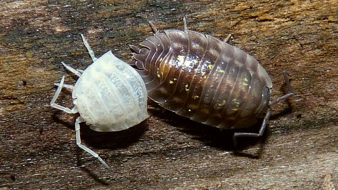 Oniscus asellus - Front half moulted Woodlice keep growing all their life, long after reaching sexual maturity, and (for that) keep on shedding their skin. They do so in two phases: Rear half and front half. This Oniscus asellus has just shedded the front half. Isopoda,Oniscidae,Oniscidea,Oniscus,Oniscus asellus,moulted,nl: Kelderpissebed,teneral