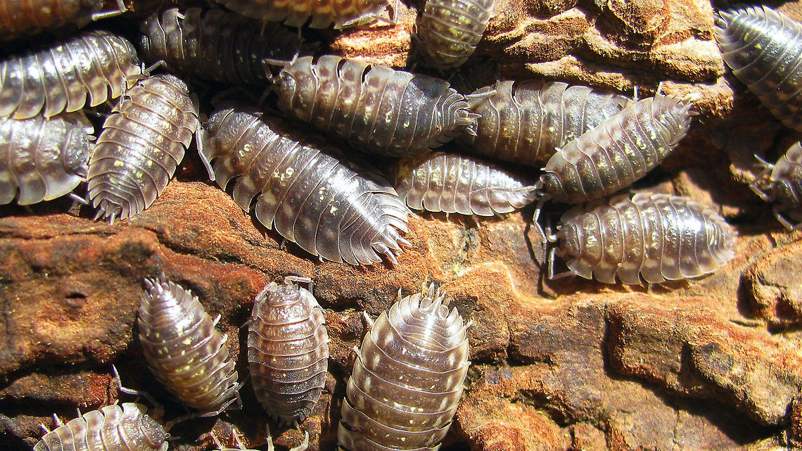 Oniscus asellus - Grouping Typical &quot;crowded&quot; grouping of Oniscus asellus (or most species of woodlice for that matter) Isopoda,Oniscidae,Oniscidea,Oniscus,Oniscus asellus