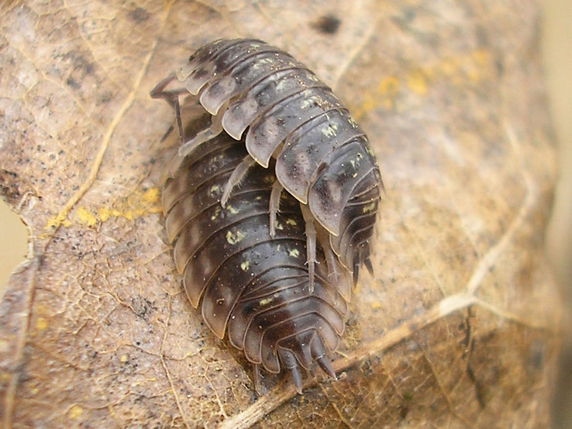 Oniscus asellus - Copula Male woodlice &quot;mount&quot; the female from the side :o) Isopoda,Oniscidae,Oniscidea,Oniscus,Oniscus asellus,copulation,nl: Kelderpissebed