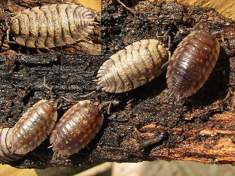 Oniscus asellus - Dirty! One specimen is covered in dirt so much that it was hard to identify Isopoda,Oniscidae,Oniscidea,Oniscus,Oniscus asellus,nl: Kelderpissebed