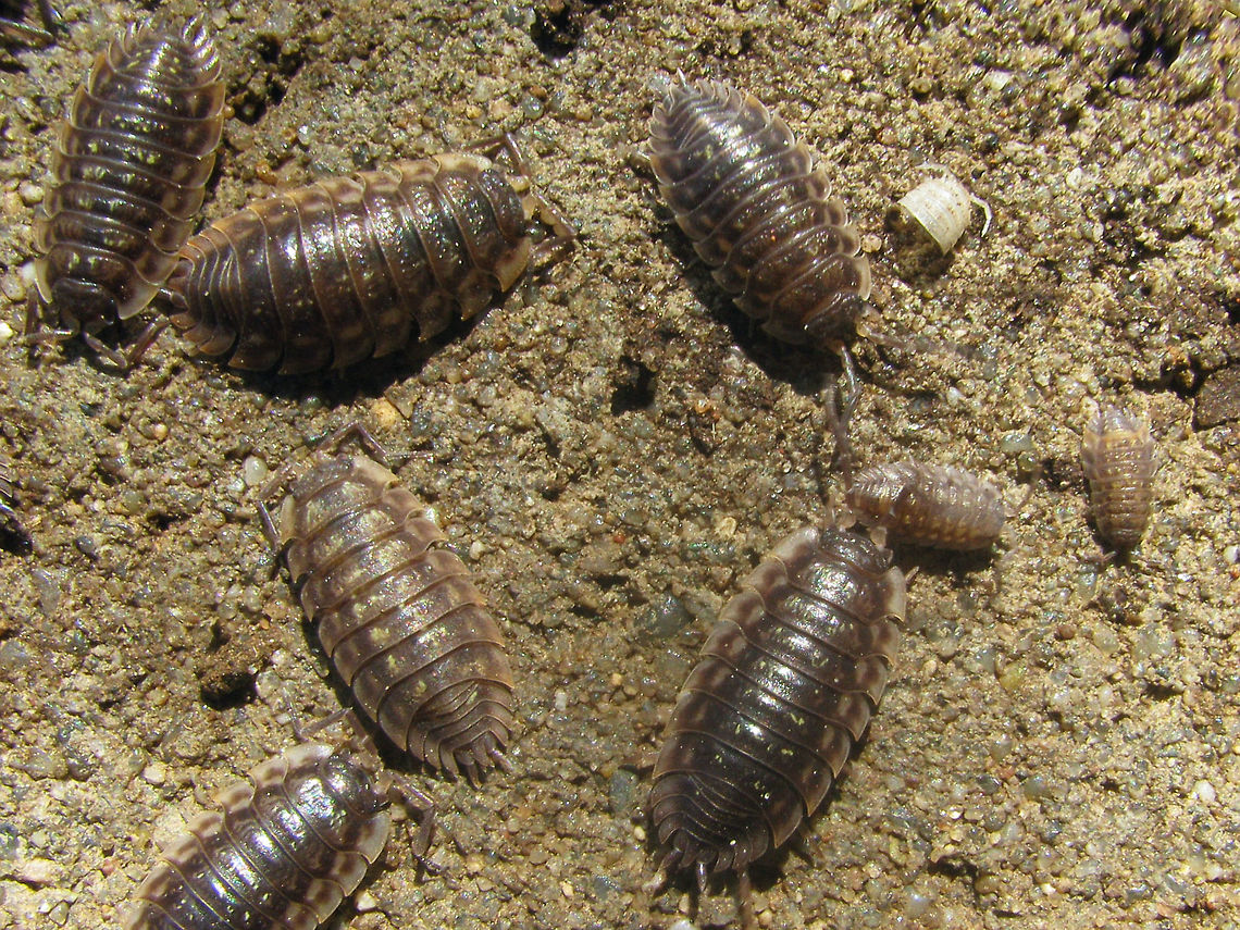 Oniscus asellus - Group w. juvenlies  Isopoda,Oniscidae,Oniscidea,Oniscus,Oniscus asellus,nl: Kelderpissebed
