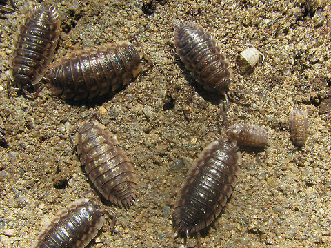Oniscus asellus - Group w. juvenlies  Isopoda,Oniscidae,Oniscidea,Oniscus,Oniscus asellus,nl: Kelderpissebed