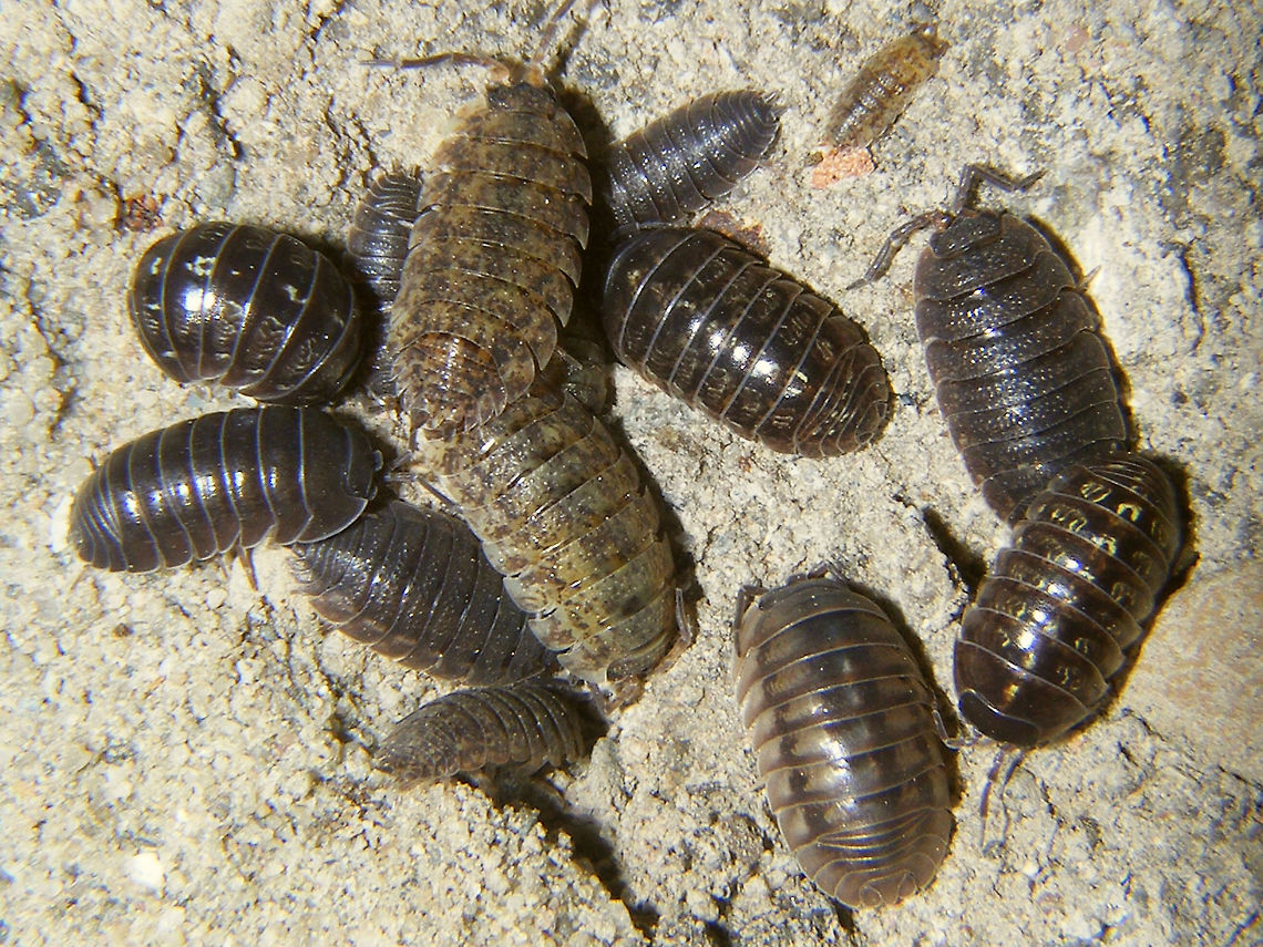 Armadillidium nasatum, vulgare and Porcellio scaber 2 Armadillidium nasatum (in two colour variants) <br />
3 Armadillidium vulgare<br />
9 Porcellio scaber (gray and white marbled) Armadillidiidae,Armadillidium,Armadillidium nasatum,Armadillidium vulgare,Geotagged,Isopoda,Netherlands,Oniscidea,Pill Woodlouse,Porcellio,Porcellio scaber,Porcellionidae,Woodlouse