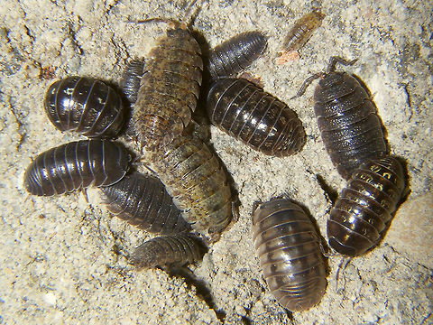 Armadillidium nasatum, vulgare and Porcellio scaber 2 Armadillidium nasatum (in two colour variants) 
3 Armadillidium vulgare
9 Porcellio scaber (gray and white marbled) Armadillidiidae,Armadillidium,Armadillidium nasatum,Armadillidium vulgare,Geotagged,Isopoda,Netherlands,Oniscidea,Pill Woodlouse,Porcellio,Porcellio scaber,Porcellionidae,Woodlouse