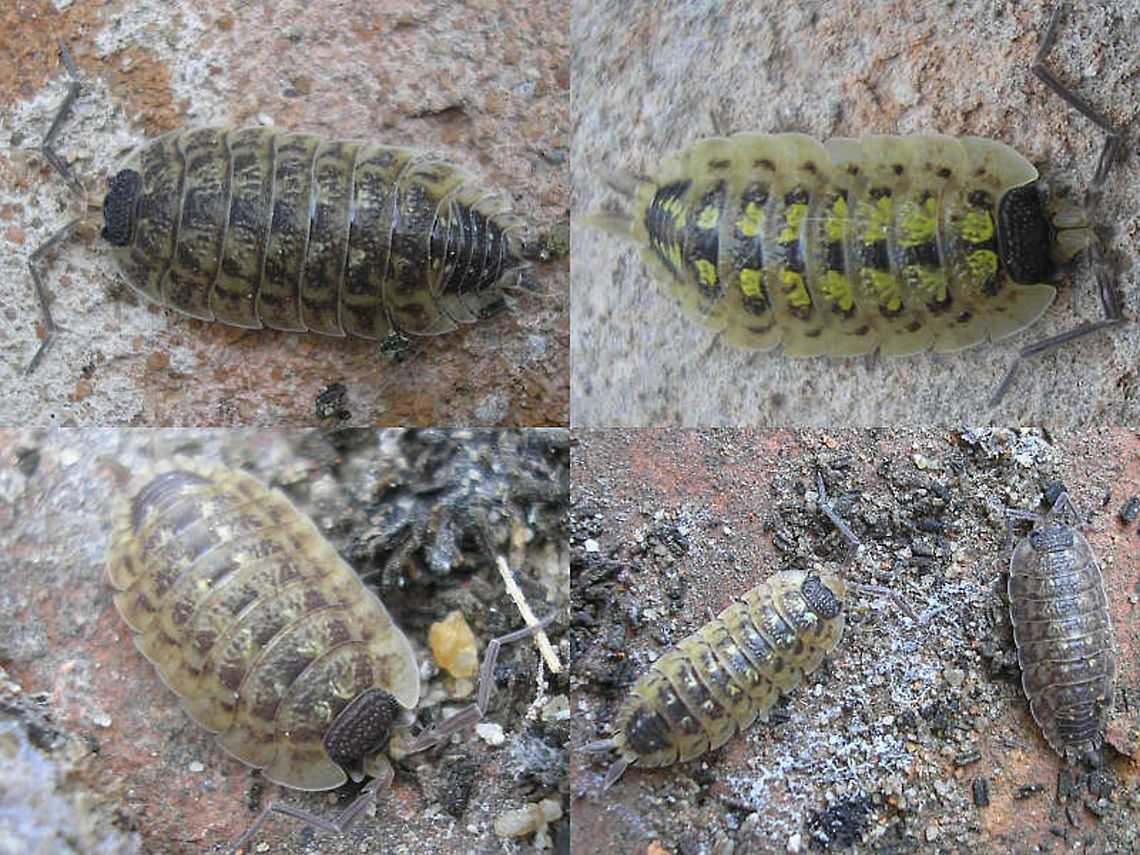 Porcellio spinicornis - various variants Just offloading some (mostly old) images that I tossed together to find usable stuff for another purpose ... Crustacea,Isopoda,Oniscidea,Painted Woodlouse,Porcellio,Porcellio spinicornis,Porcellionidae,Woodlouse,nl: Zwartkoppissebed