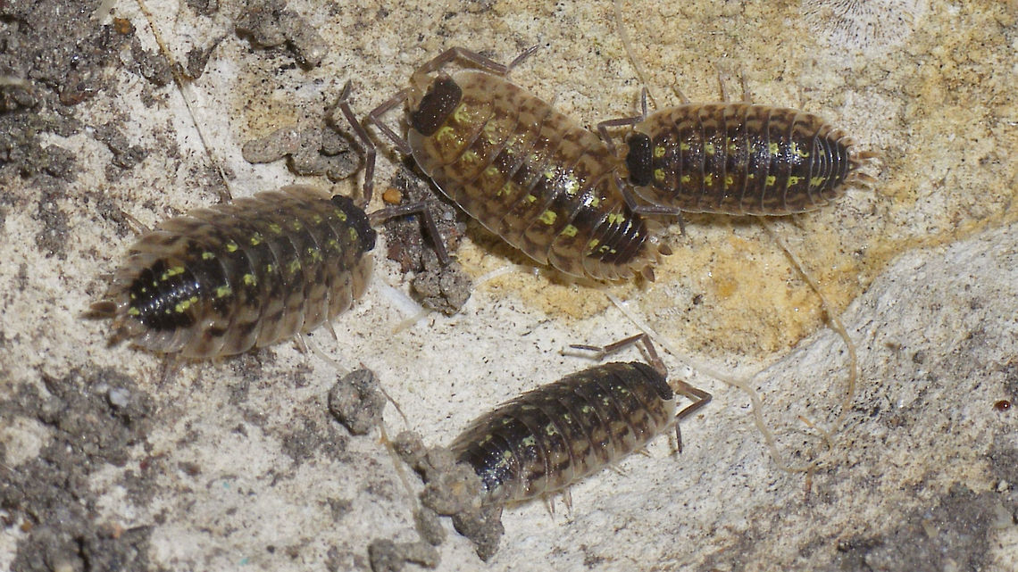 Porcellio spinicornis - Group  Crustacea,Isopoda,Oniscidea,Painted Woodlouse,Porcellio,Porcellio spinicornis,Porcellionidae,Woodlouse,nl: Zwartkoppissebed