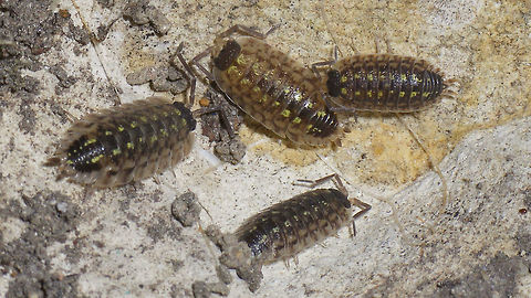 Porcellio spinicornis - Group  Crustacea,Isopoda,Oniscidea,Painted Woodlouse,Porcellio,Porcellio spinicornis,Porcellionidae,Woodlouse,nl: Zwartkoppissebed