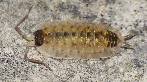 Porcellio spinicornis - Pale  Crustacea,Isopoda,Oniscidea,Painted Woodlouse,Porcellio,Porcellio spinicornis,Porcellionidae,Woodlouse,nl: Zwartkoppissebed