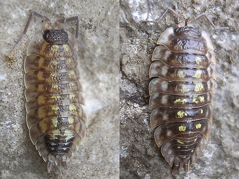 Pocellio spinicornis and Onsicus asellus Side by side for easier comparison of these two species that can sometimes easily be confused due to them both having rows of yellow spots. Crustacea,Isopoda,Oniscidae,Oniscidea,Oniscus,Oniscus asellus,Painted Woodlouse,Porcellio,Porcellio spinicornis,Porcellionidae,Woodlouse,Woodlouse ID help,nl: Kelderpissebed,nl: Zwartkoppissebed