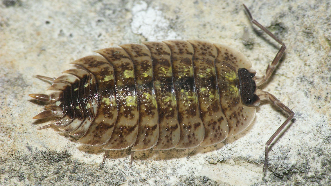 Porcellio spinicornis - large specimen In large Porcellio spinicornis the sculpture of the head is more pronounced Crustacea,Isopoda,Oniscidea,Painted Woodlouse,Porcellio,Porcellio spinicornis,Porcellionidae,Woodlouse